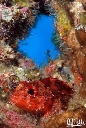 Another one from the 6-pic collection that won the 10th O... by Arthur Telle Thiemann 